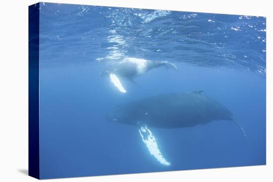 Mother and Calf Humpback Whales Swim Just under the Surface of the Caribbean Sea-Stocktrek Images-Premier Image Canvas