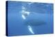 Mother and Calf Humpback Whales Swim Just under the Surface of the Caribbean Sea-Stocktrek Images-Premier Image Canvas