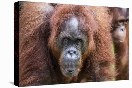 Mother and Infant Bornean Orangutan (Pongo Pygmaeus), Malaysia-Michael Nolan-Premier Image Canvas