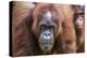 Mother and Infant Bornean Orangutan (Pongo Pygmaeus), Malaysia-Michael Nolan-Premier Image Canvas