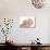 Mother And Newborn Baby Boy-Ruth Jenkinson-Premier Image Canvas displayed on a wall