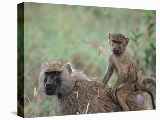 Mother and Young Olive Baboon, Tanzania-Dee Ann Pederson-Premier Image Canvas