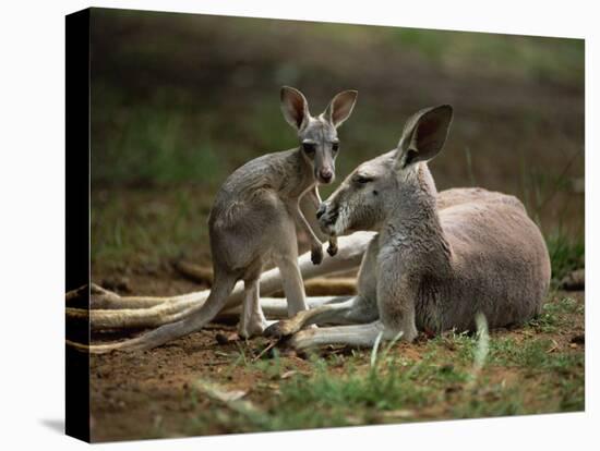 Mother and Young, Western Gray Kangaroos, Cleland Wildlife Park, South Australia, Australia-Neale Clarke-Premier Image Canvas