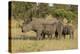 Mother and Young White Rhino, Kruger National Park, South Africa, Africa-Andy Davies-Premier Image Canvas