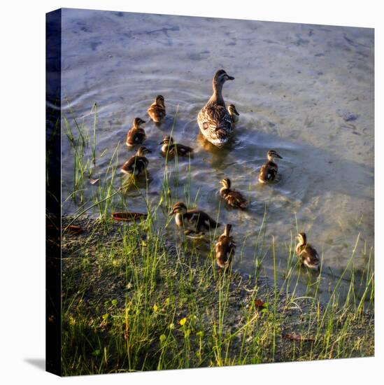 Mother Duck and Family II-Alan Hausenflock-Premier Image Canvas