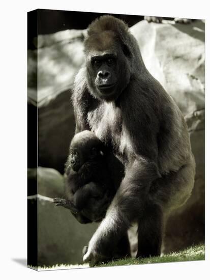 Mother Gorilla Julia-null-Premier Image Canvas