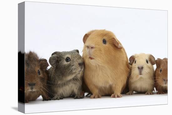 Mother Guinea Pig and Four Baby Guinea Pigs, Each a Different Colour-Mark Taylor-Premier Image Canvas
