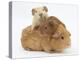 Mother Guinea Pig with Two Babies Riding on Her Back-Mark Taylor-Premier Image Canvas