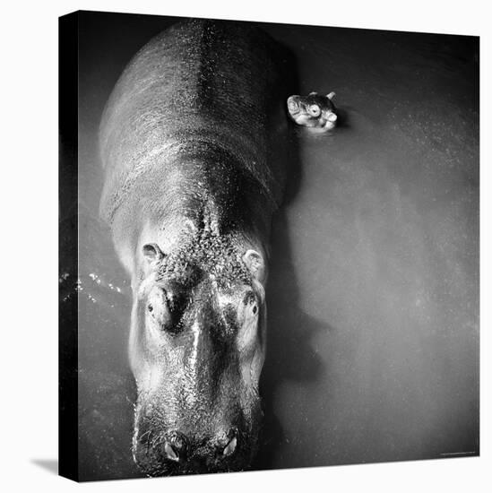 Mother Hippo "Bebe" and Her Daughter-Mark Kauffman-Premier Image Canvas