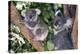 Mother Koala And Young-Tony Camacho-Premier Image Canvas