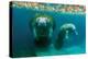 Mother Manatee with Her Calf in Crystal River, Florida-James White-Premier Image Canvas