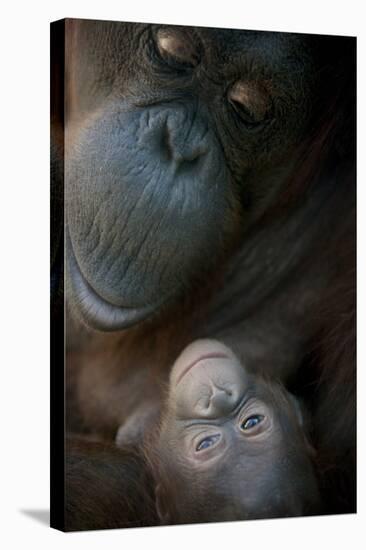 Mother Orangutan And Her Newborn Baby 1 Months - Pongo Pygmaeus-Life on White-Premier Image Canvas
