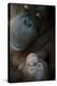 Mother Orangutan And Her Newborn Baby 1 Months - Pongo Pygmaeus-Life on White-Premier Image Canvas