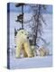 Mother Polar Bear with Three Cubs on the Tundra, Wapusk National Park, Manitoba, Canada-Keren Su-Premier Image Canvas