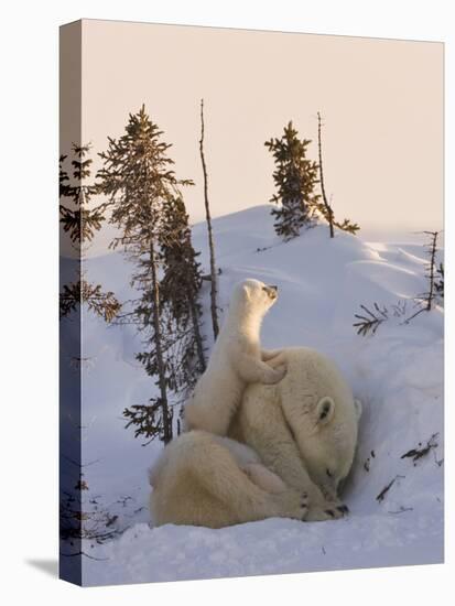 Mother Polar Bear with Three Cubs on the Tundra, Wapusk National Park, Manitoba, Canada-Keren Su-Premier Image Canvas