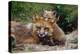 Mother Red Fox and Pups-W. Perry Conway-Premier Image Canvas