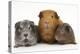 Mother Red Guinea Pig with Silver and Chocolate Babies in Line-Mark Taylor-Premier Image Canvas