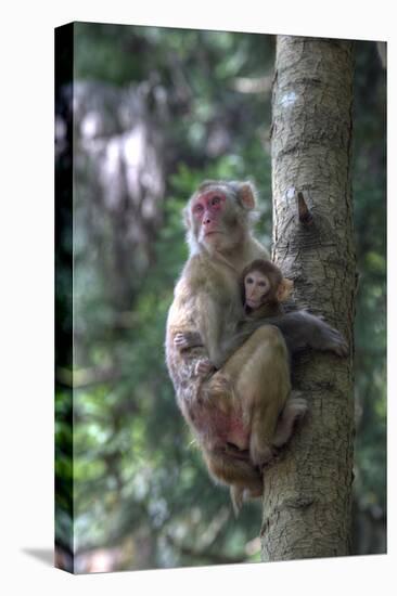 Mother Rhesus Macaque and Baby Wulingyuan District, China-Darrell Gulin-Premier Image Canvas