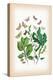 Moths: Erastria Deceptoria, E. Fasciana-William Forsell Kirby-Stretched Canvas