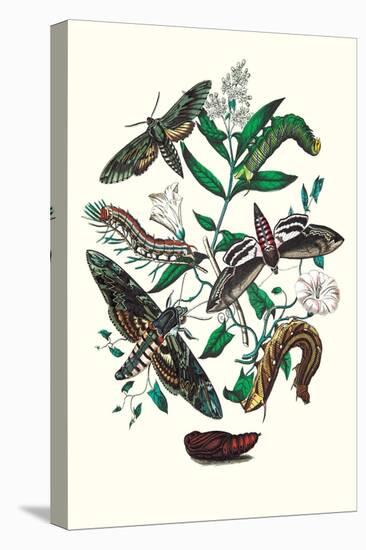 Moths: S. Pinastri, S. Convolvuli, S. Lingustri-William Forsell Kirby-Stretched Canvas