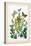 Moths: Selenia Bilunaria, Rumia Luteolata-William Forsell Kirby-Stretched Canvas