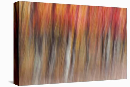 Motion blur of autumn-hued forest, Wisconsin-Brenda Tharp-Premier Image Canvas