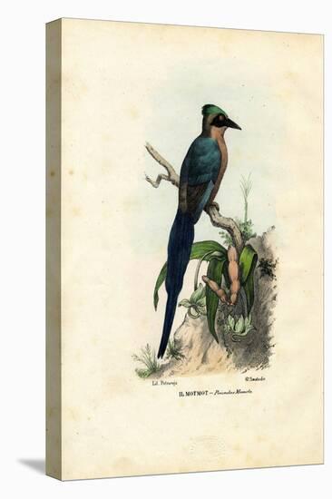 Motmot, 1863-79-Raimundo Petraroja-Premier Image Canvas