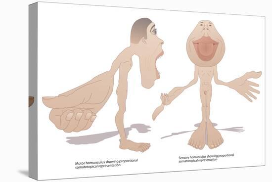 Motor And Sensory Homunculi-Peter Gardiner-Premier Image Canvas