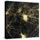 Motor Neurons, Light Micrograph-Steve Gschmeissner-Premier Image Canvas