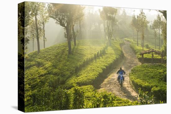 Motorcyclist, Tea Estate & morning mist, Hapatule, Southern Highlands, Sri Lanka-Peter Adams-Premier Image Canvas