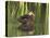 Mottled Duck, Texas, USA-Larry Ditto-Premier Image Canvas