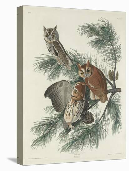 Mottled Owl, 1830-John James Audubon-Premier Image Canvas