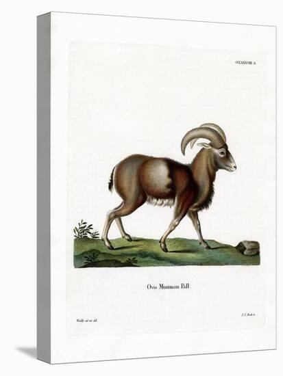 Mouflon-null-Premier Image Canvas