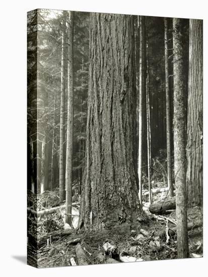 Mount Rainier Road, Large Fir Trunk, 1914-Asahel Curtis-Premier Image Canvas