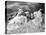 Mount Rushmore Construction-null-Premier Image Canvas