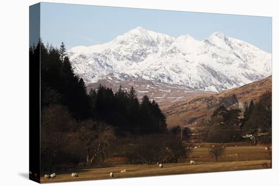 Mount Snowdon Capped with Snow as Welsh Sheep Graze on a Sunny Spring Day, Snowdonia National Park-Stuart Forster-Premier Image Canvas