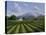 Mount Sta Helena - Napa Valley-Eduardo Camoes-Premier Image Canvas