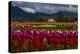 Mount Vernon, Washington State, Field of colored tulips with a bard-Jolly Sienda-Premier Image Canvas
