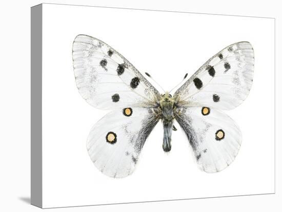 Mountain Apollo Butterfly-Lawrence Lawry-Premier Image Canvas