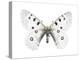 Mountain Apollo Butterfly-Lawrence Lawry-Premier Image Canvas