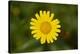 mountain arnica, Arnica Montana, blossom, close-up-David & Micha Sheldon-Stretched Canvas