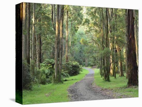 Mountain Ash Forest, Dandenong Ranges National Park, Dandenong Ranges, Victoria, Australia, Pacific-Jochen Schlenker-Premier Image Canvas