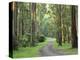 Mountain Ash Forest, Dandenong Ranges National Park, Dandenong Ranges, Victoria, Australia, Pacific-Jochen Schlenker-Premier Image Canvas