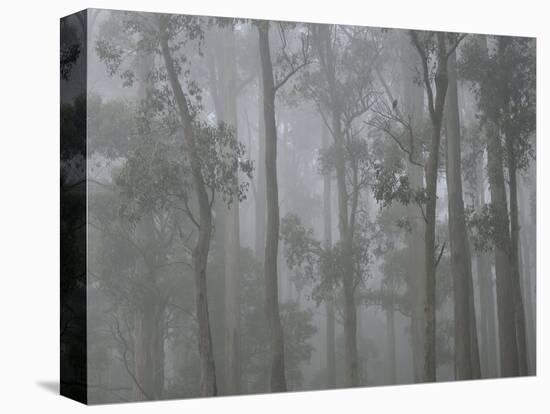 Mountain Ash Forest in Fog, Dandenong Ranges National Park, Dandenong Ranges, Victoria, Australia-Jochen Schlenker-Premier Image Canvas