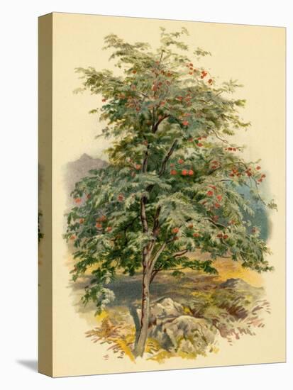 Mountain Ash or Rowan Tree-null-Stretched Canvas