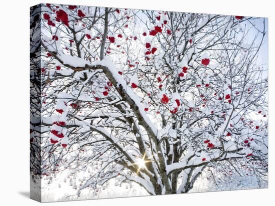 Mountain Ash Tree and Berries in Freshly Fallen Snow in Whitefish, Montana, USA-Chuck Haney-Premier Image Canvas