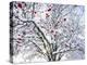 Mountain Ash Tree and Berries in Freshly Fallen Snow in Whitefish, Montana, USA-Chuck Haney-Premier Image Canvas