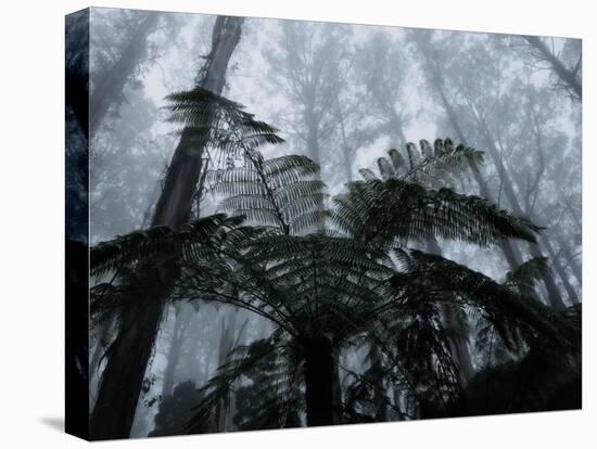 Mountain Ash Trees and Tree Ferns in Fog, Dandenong Ranges, Victoria, Australia-Schlenker Jochen-Premier Image Canvas