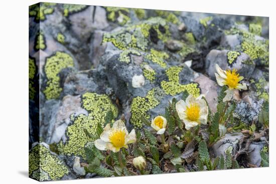 Mountain Avens and Lichen, Assiniboine Provincial Park, Alberta-Howie Garber-Premier Image Canvas