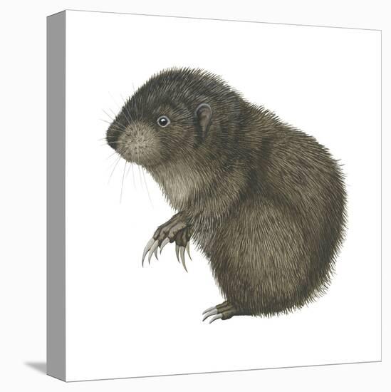 Mountain Beaver (Aplodontia Rufa), Mammals-Encyclopaedia Britannica-Stretched Canvas